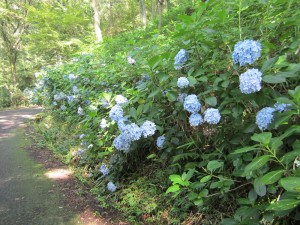 満開のアジサイin Ikomasan